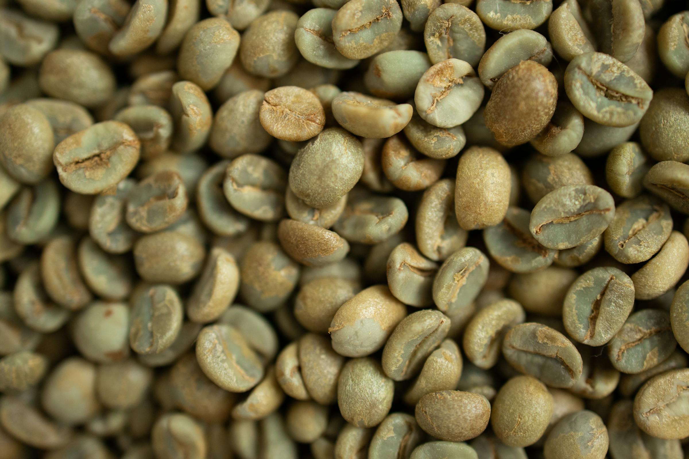 Indian Arabica Plantation, bean exported from India by Roman Maritime