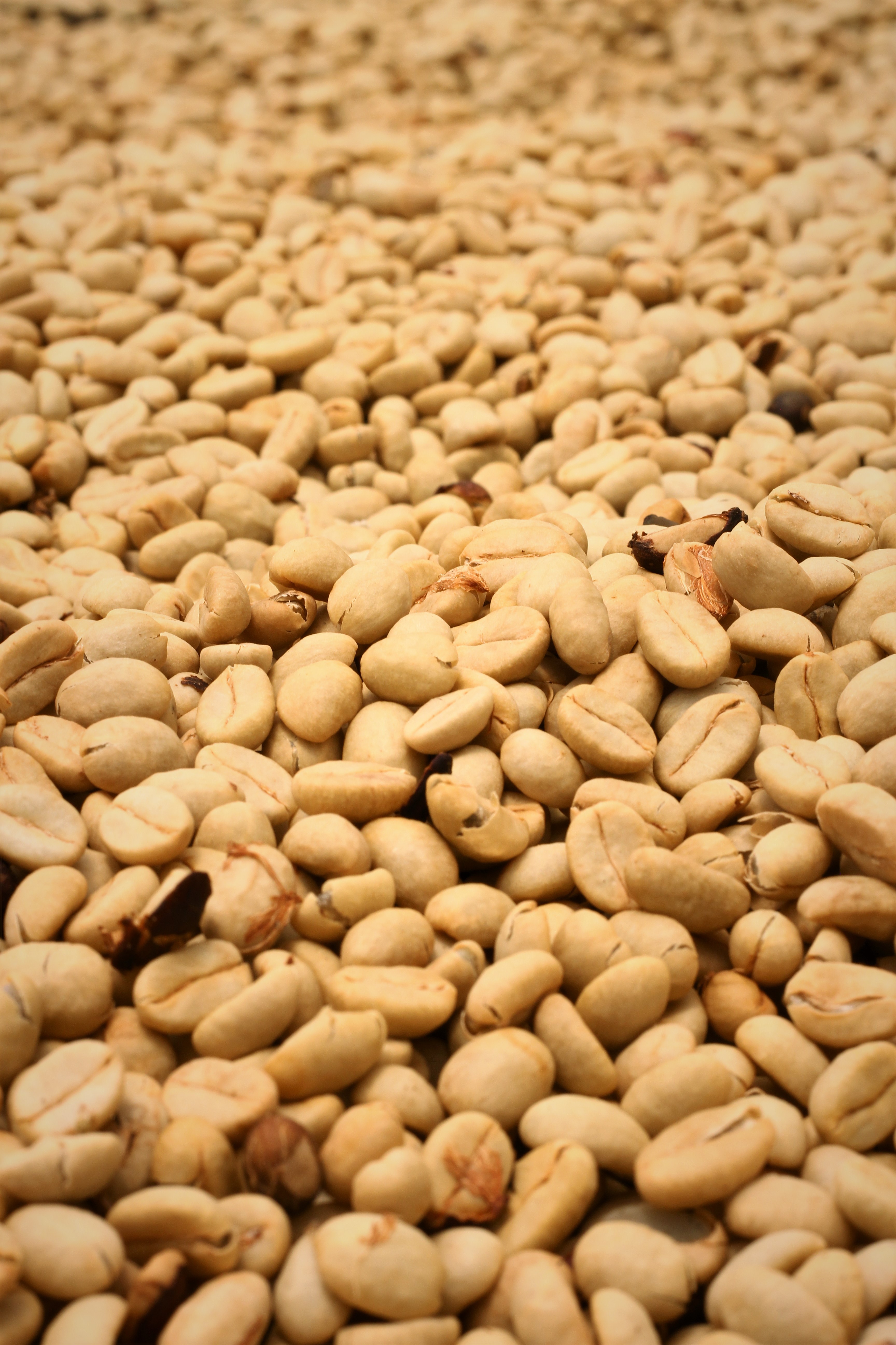 Robusta Parchment, bean exported from India by Roman Maritime