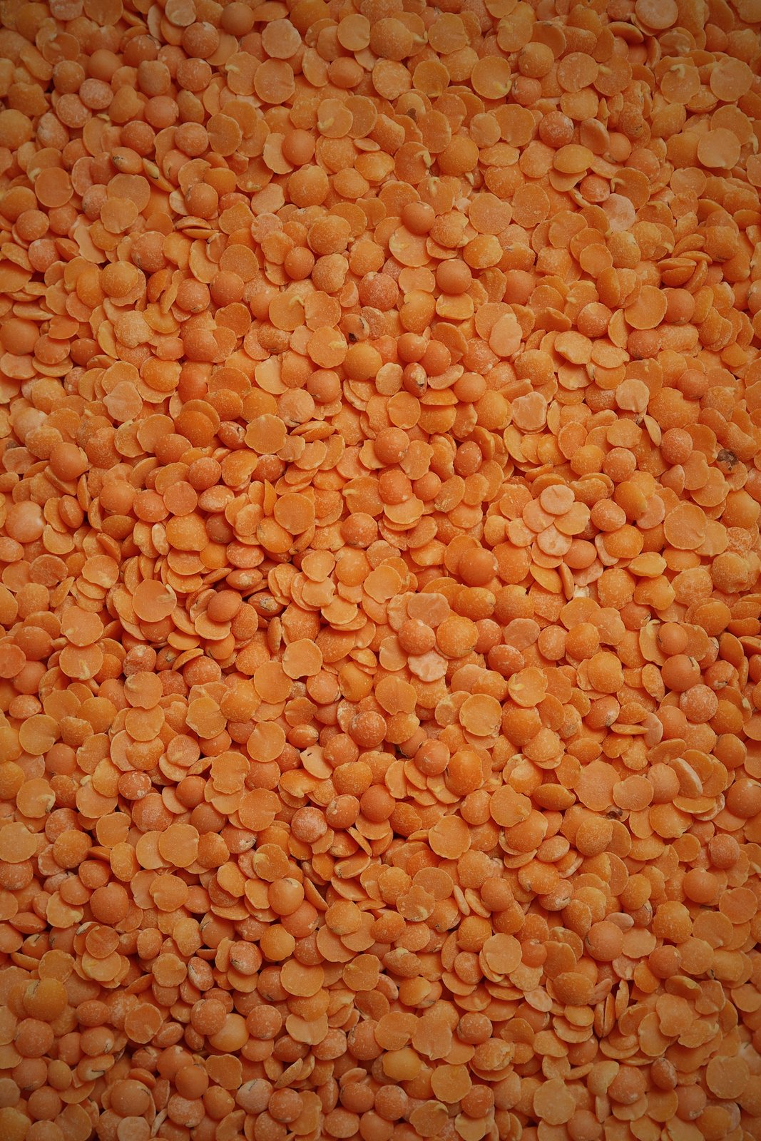 Masoor Dal, gram exported from India by Roman Maritime