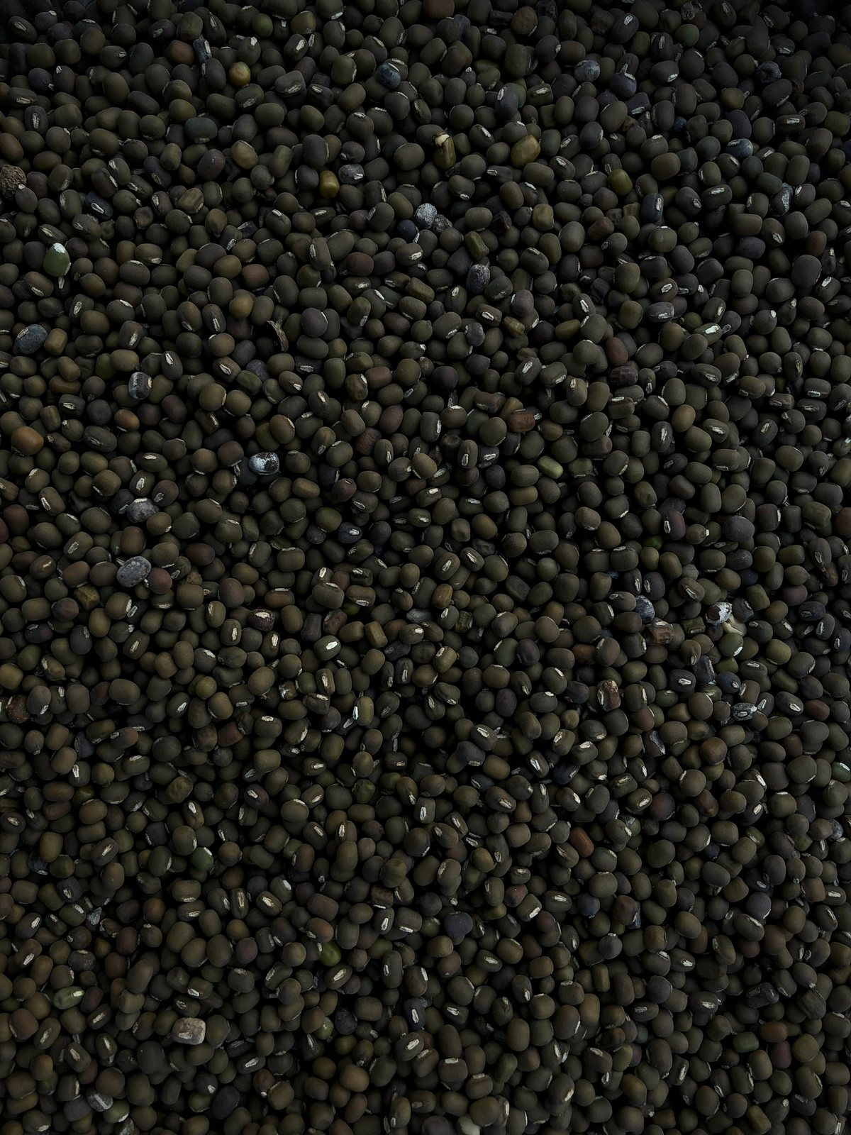 Urad Dal, gram exported from India by Roman Maritime
