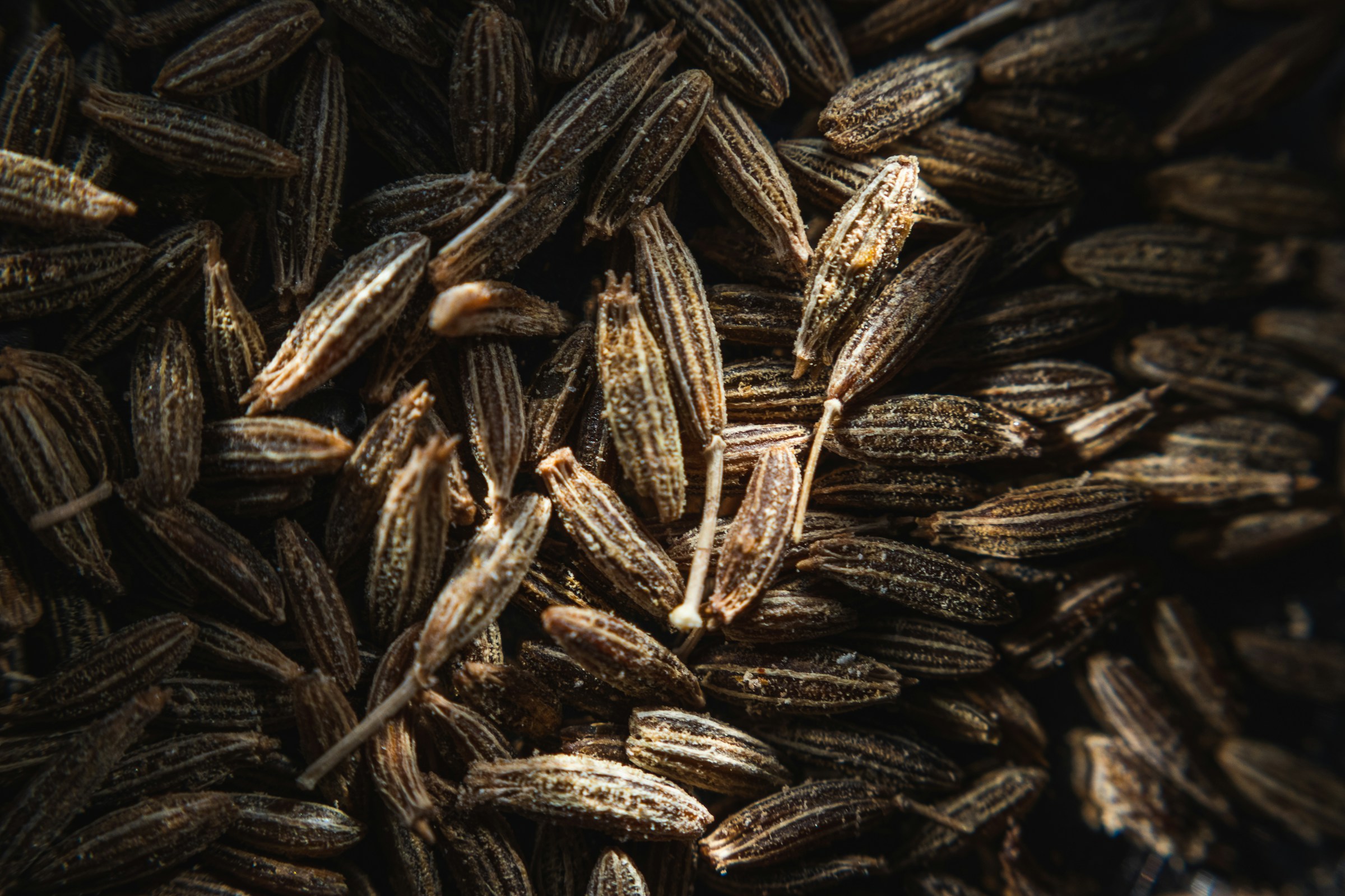 Cumin, spice exported from India by Roman Maritime