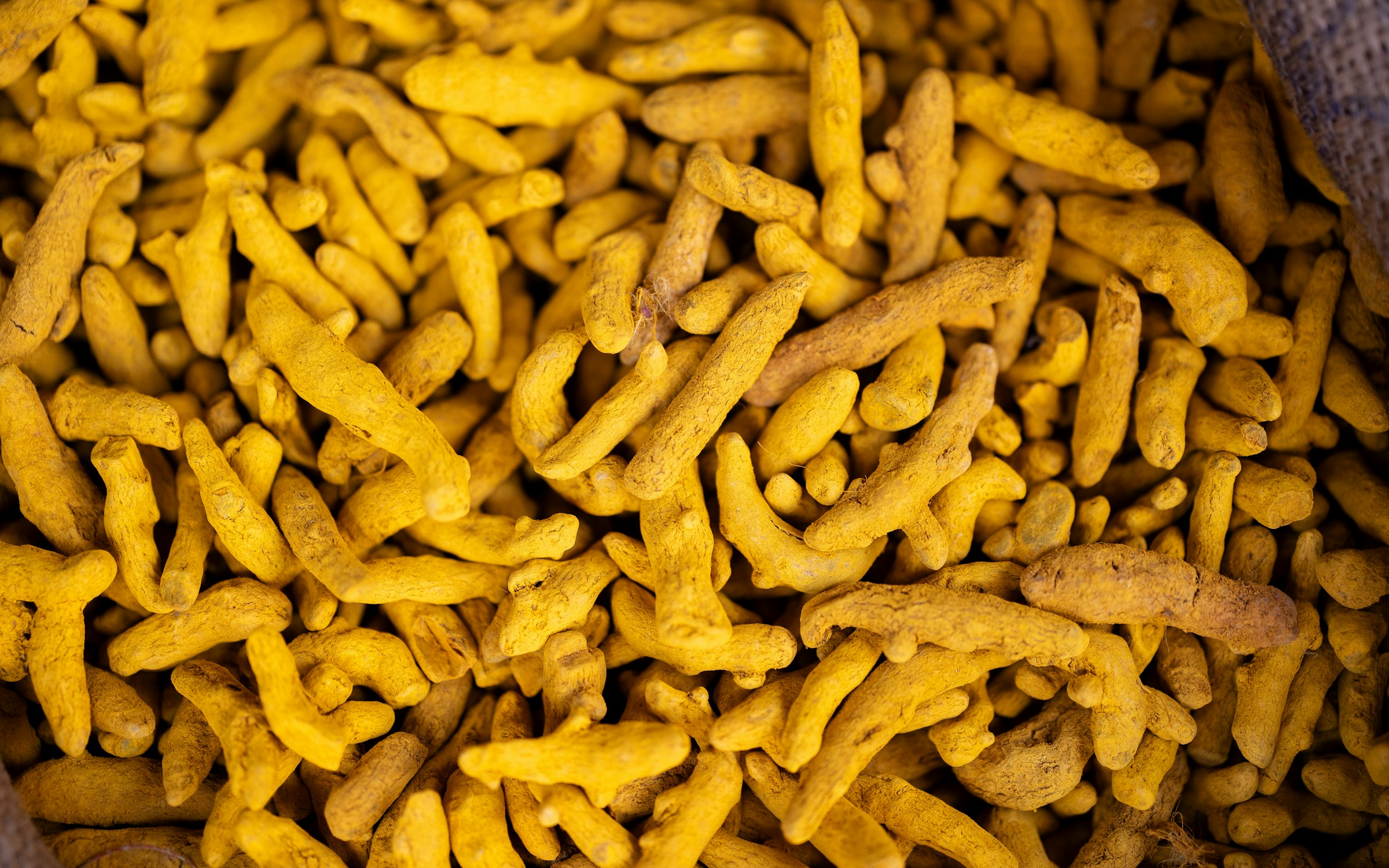 Turmeric, spice exported from India by Roman Maritime